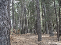 rrente Quarantore-20110911 185